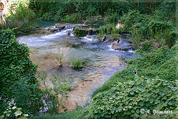 Garden of Grapevines am Havasu Creek